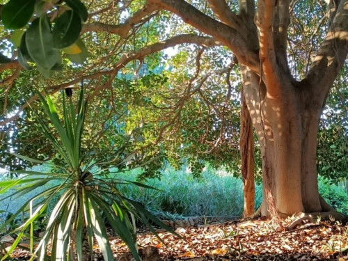 Al tramonto nel giardino botanico di Lama degli ulivi