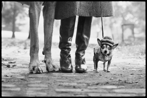 Elliott Erwitt. L’arte di osservare