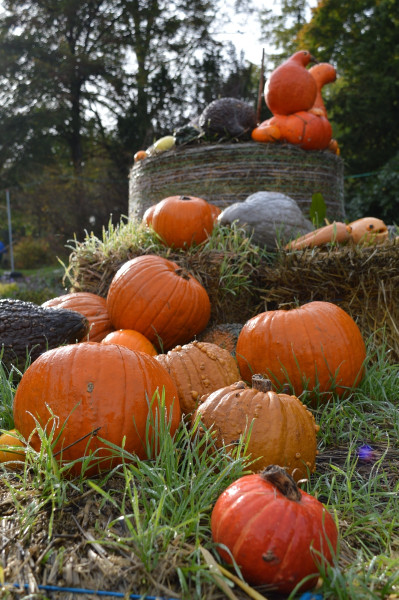 Il Parco Delle Zucche  Festa D’autunno - Terza Edizione