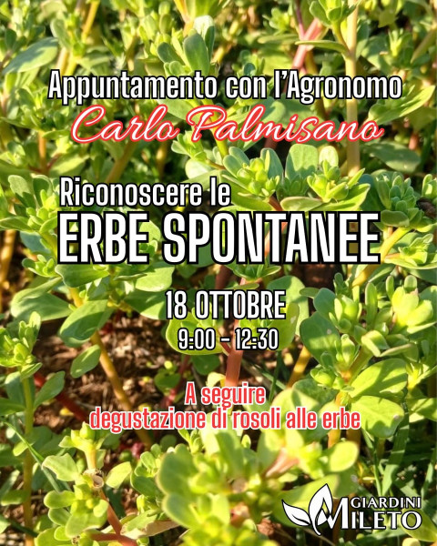Erbe spontanee e rosoli