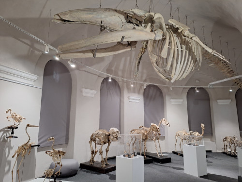 Galleria degli Scheletri