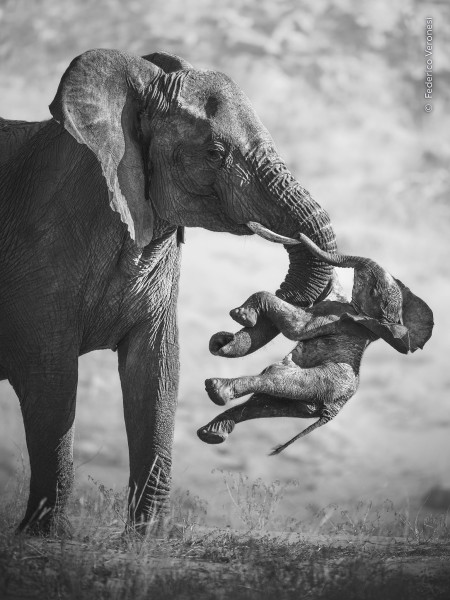 Wildlife Photographer of the Year – 62ª edizione