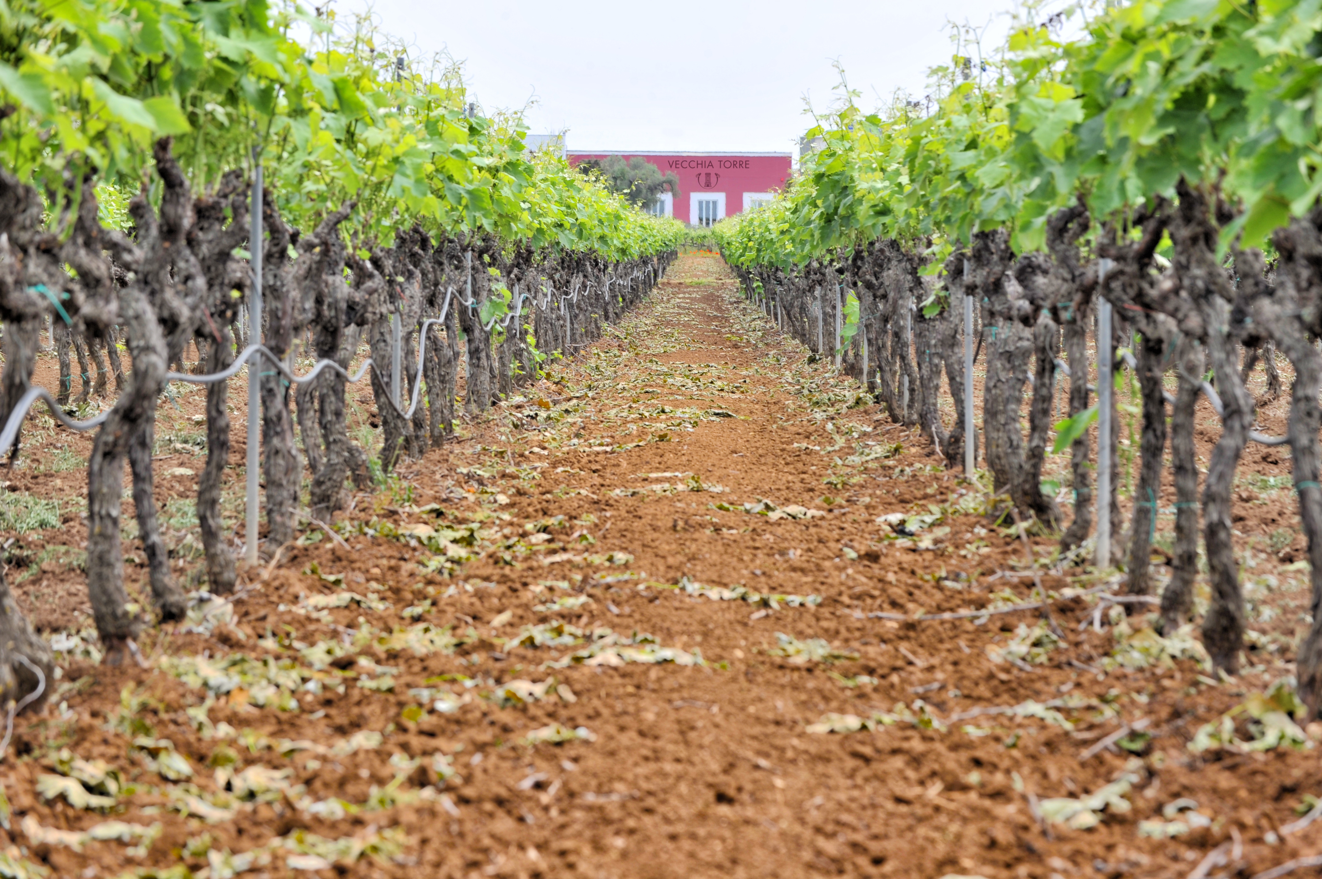 CANTINA SOCIALE COOP. VECCHIA TORRE